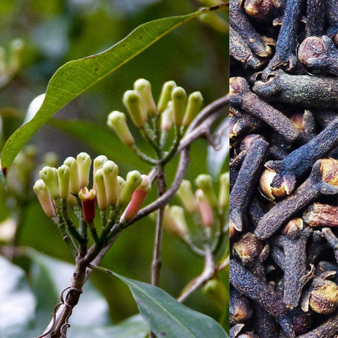 Clove Plant (Laung) Syzygium aromaticum Plant